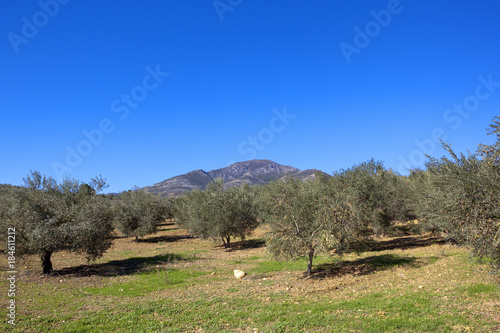 andalucian olive groves