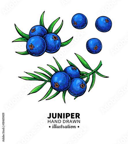 Juniper vector drawing. Isolated vintage  illustration of berry 