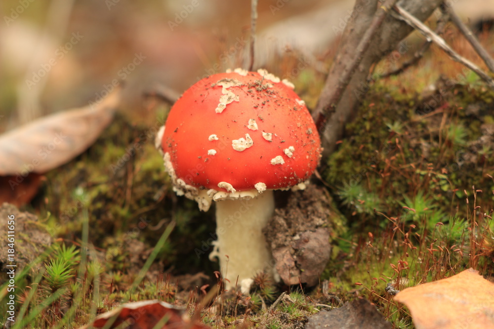 fly agaric in the autumn forest fly agaric in the autumn forest
