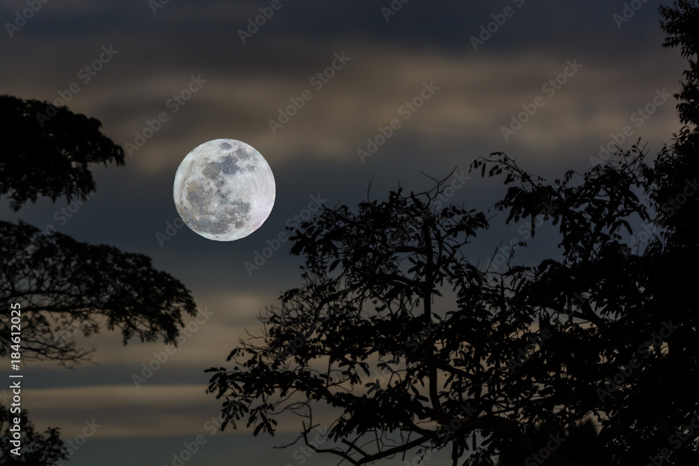 Fototapeta premium Full moon in nature with tree foreground.