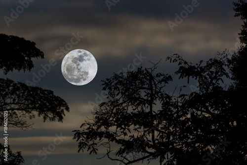 Full moon in nature with tree foreground. photo