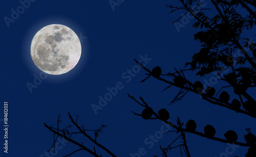 Full moon in nature with blue sky background.