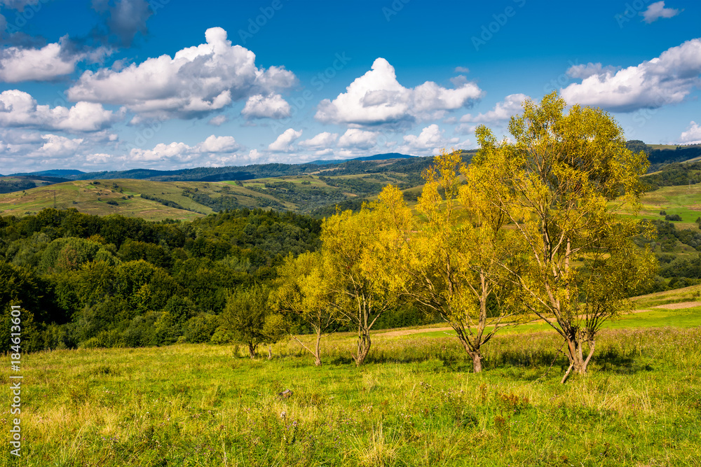 trees with yellow foliage on grassy slope. beautiful countryside landscape with gorgeous cloudscape in early autumn