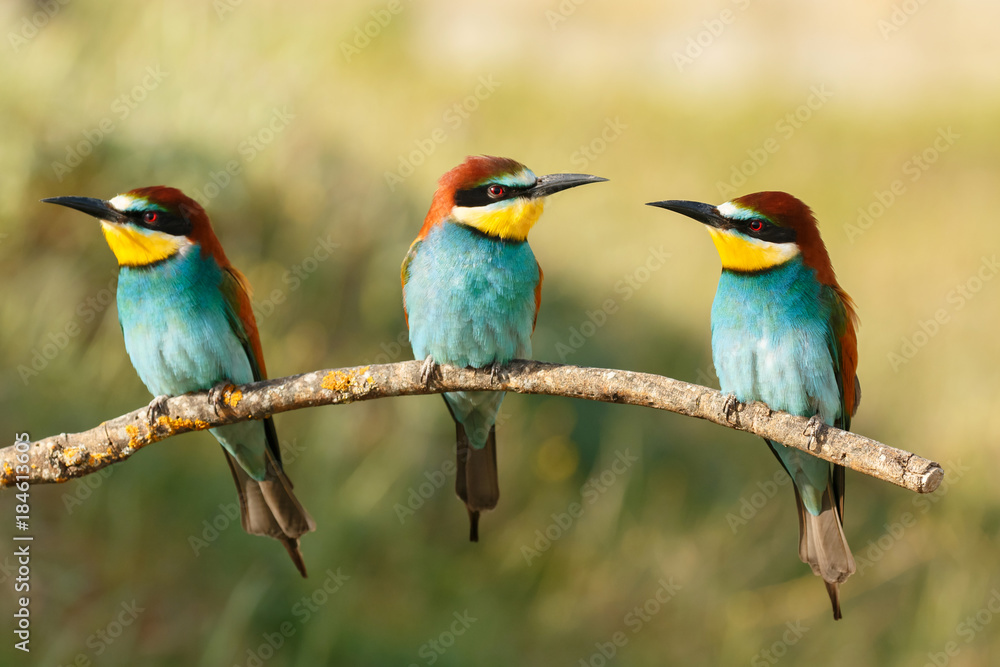 Three birds perched on a branch