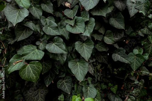 Ivy plant texture Hedera Helix plant