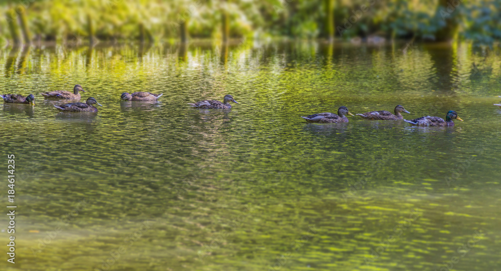 Fototapeta premium Wild ducks swimming in a pond