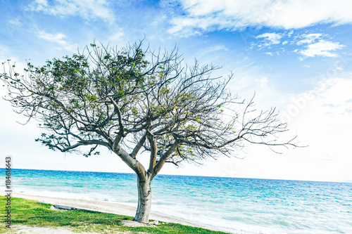 Fototapeta Naklejka Na Ścianę i Meble -  Tree of life haiti