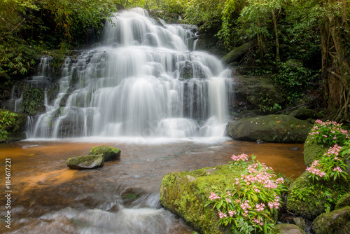 The beautiful scenery view of Mun Daeng waterfalls with pink snapdragon flowers growth on the rock in once a year in rainy season of Thailand.