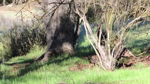 Wild Turkey on Parade in California