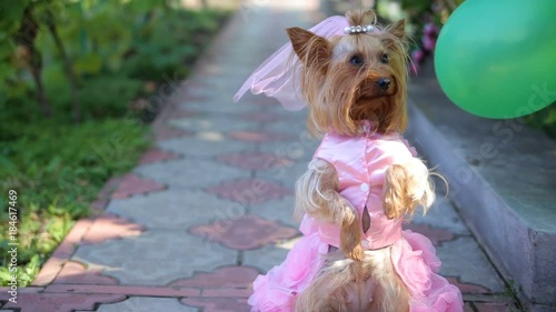 Yorkshire Terrier in the bride's groom photo