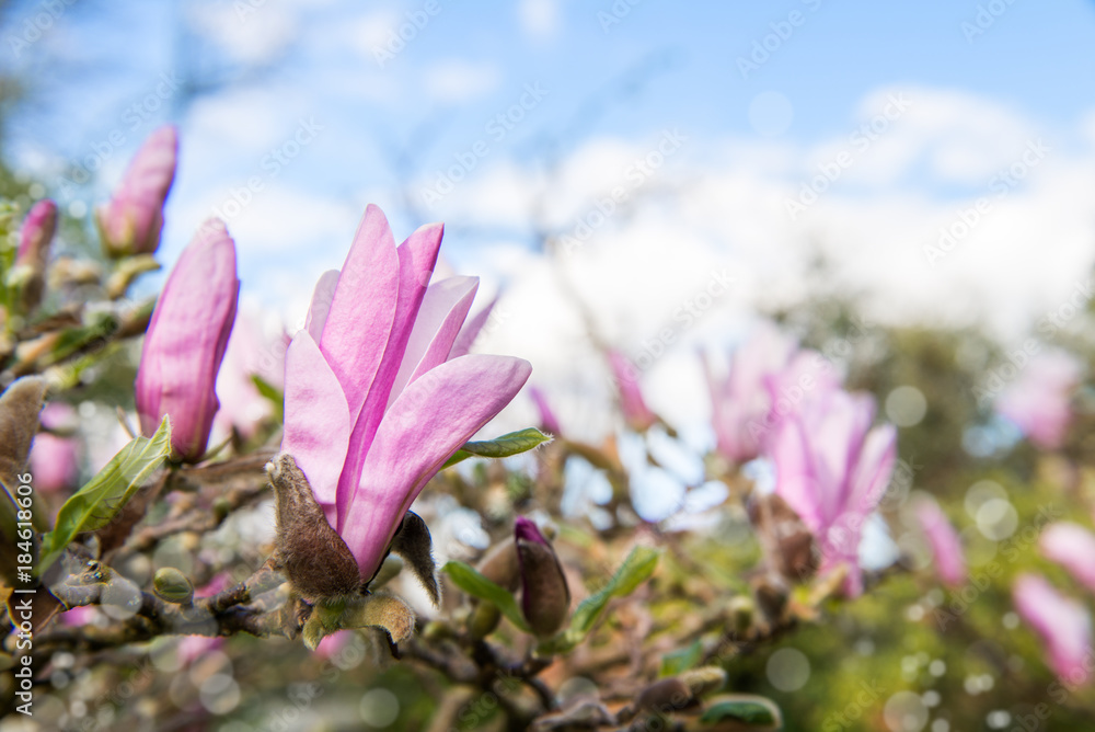 Magnolia Tree with Blooming Flowers during Springtime in Englis Magnolia Tree with Blooming Flowers during Springtime in Englis
