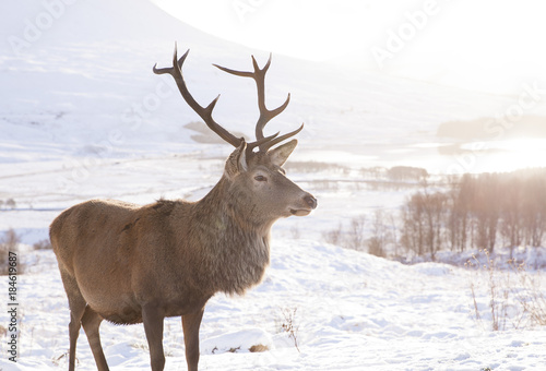 Winter Stag