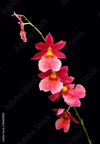 Branch of a red orchid Miltonia isolated on a black background. © Ollga P
