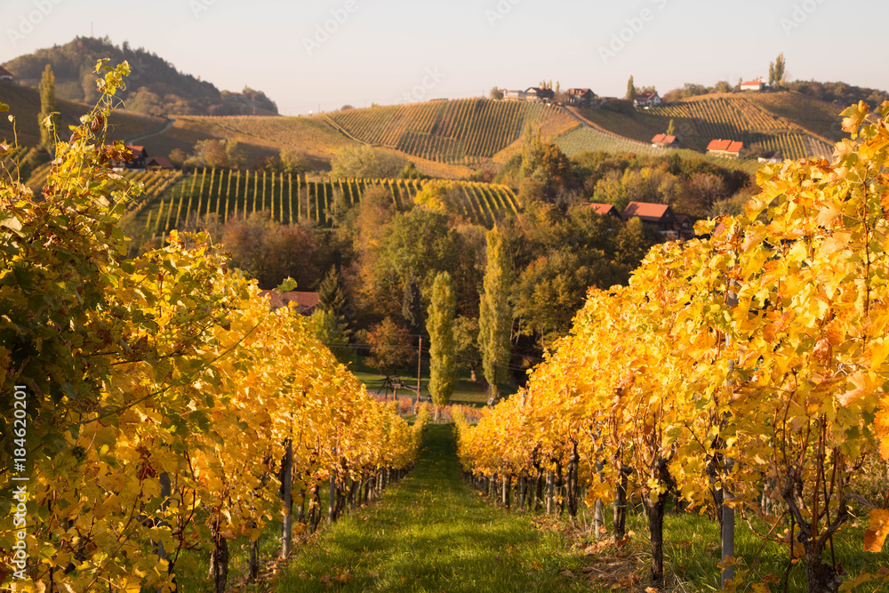 Fototapeta premium idyllische Weinberge im Herbst