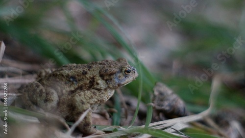 Toad, frog sitting in the grass