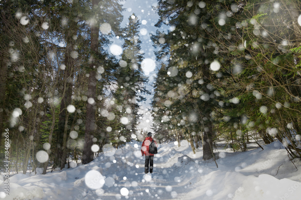 Tourist walking through the winter forest during a snowfall in a red coat
