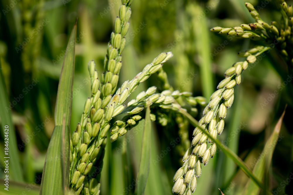 Blooming rice - Oryza sativa