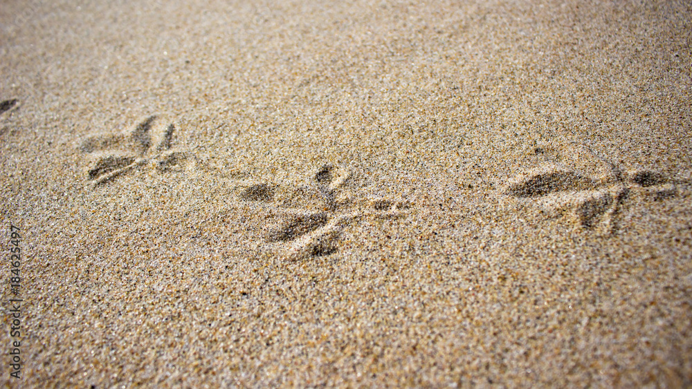 Traces of bird paws on the sand background Traces of bird paws on the sand background