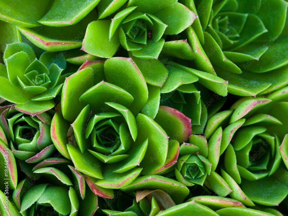 Succulents Succulents