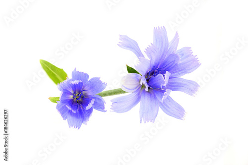 Chicory flowers isolated close-up.
