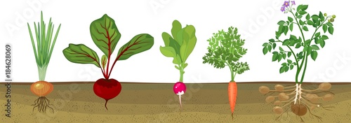 Different root vegetables growing on vegetable patch