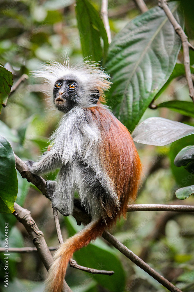 Fototapeta premium The Zanzibar Red Colobus - Scientific name: Procolobus kirkii. Roughly only 2000 individuals of this endangered species, endemic to Unguja, exist
