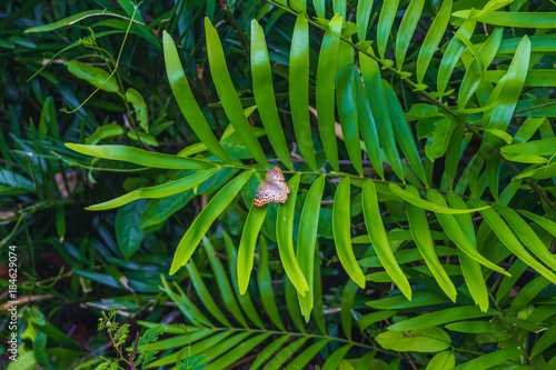 Bright butterfly in the wild