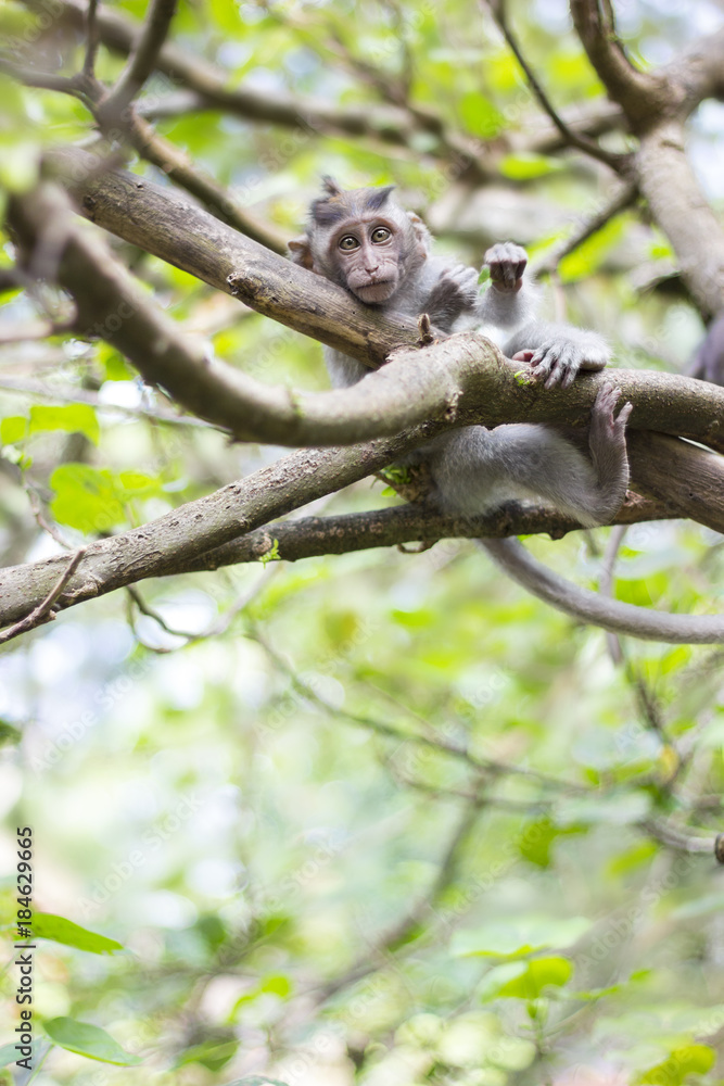 Longtailed macaque baby on the branch