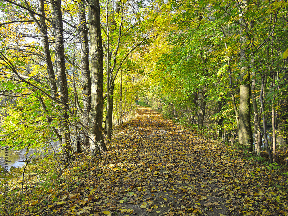 Naklejka premium Fallen autumn leaves on little path in the park.