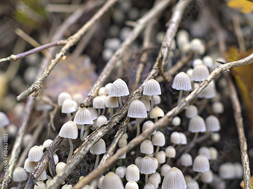 Group of small white mushrooms growing on the ground. photo