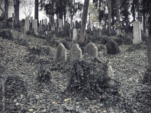 Old overgrown Jewish graveyard in Trebic, Czech Republic photo