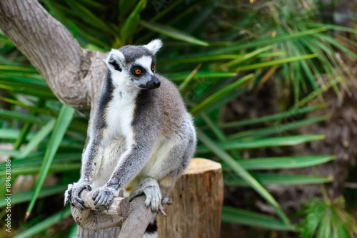 Ring-tailed lemur  Lemur catta 