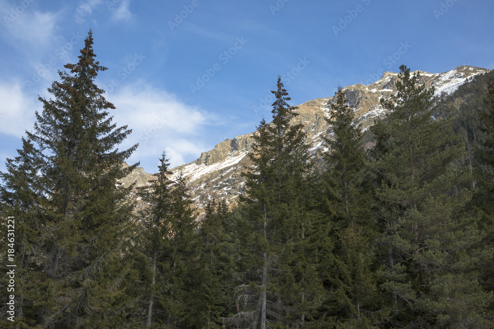 Горный пейзаж. Красивый хвойный лес в живописном ущелье, высокие склоны, скалы. Дикая природа Северного Кавказа