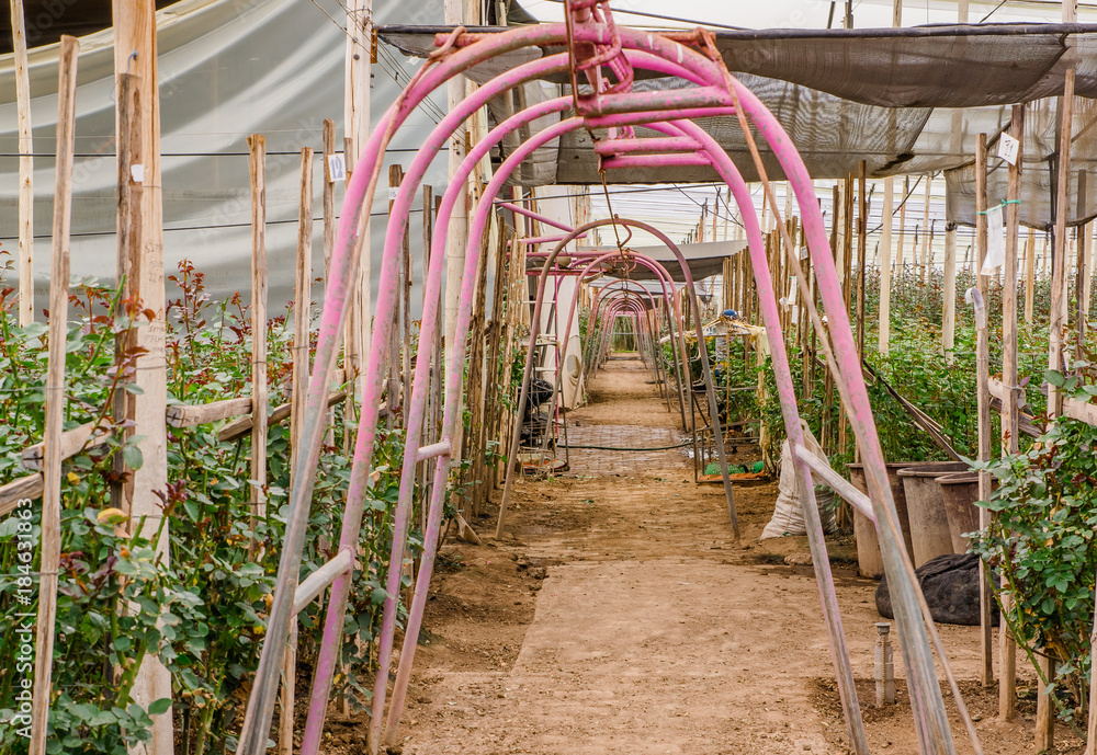 Fototapeta premium Close up of a metallic structure in form of arch in a large group of flowers plantation inside of a greenhouse in Ecuador