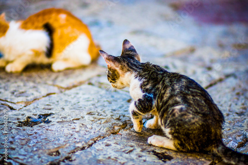 A cute cat is played on asphalt