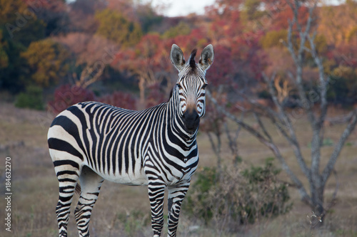 Photography Zebra in front of colorful fall background