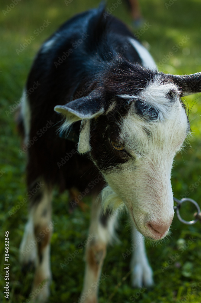 Fototapeta premium Goats graze in the pasture near the photographer.