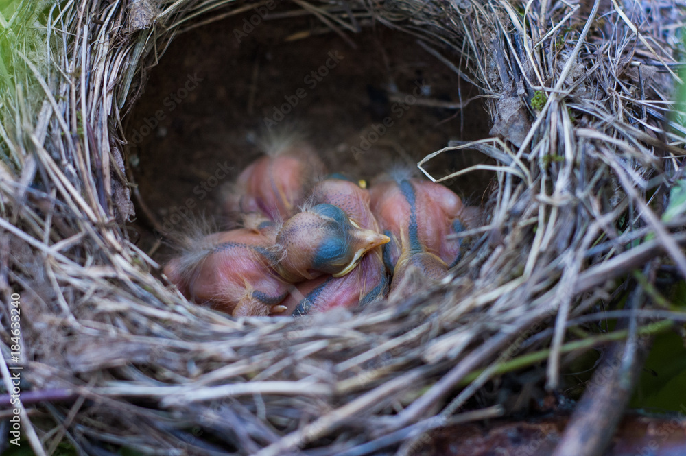 Several nestlings of forest birds in the nest. Several nestlings of forest birds in the nest.