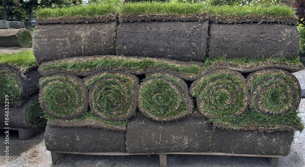 Sod Rolls for an Instant Green Grass Lawn