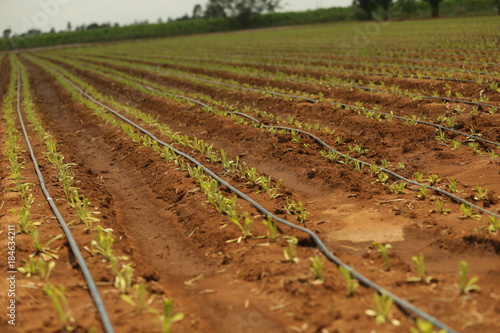 Fertile Field