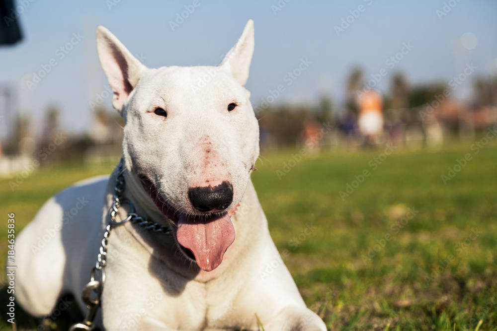 Bull Terrier Dog Park Portrait