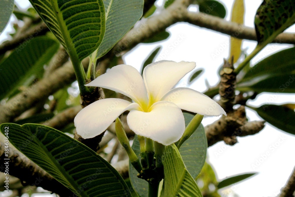 Obraz premium Tropical tree flower closeup