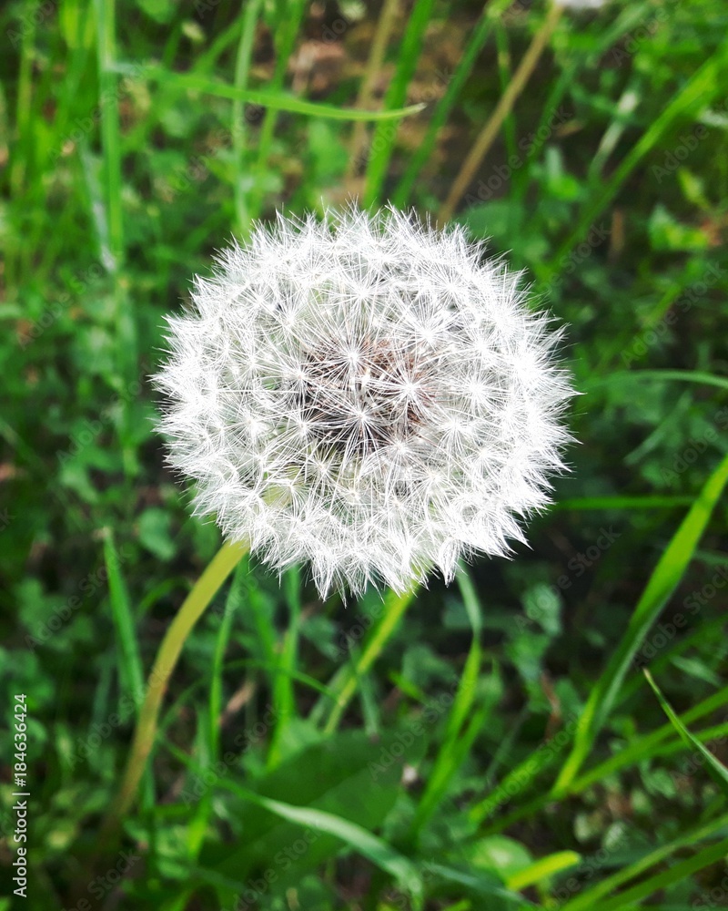 Dandelion seed head isolated Dandelion seed head isolated