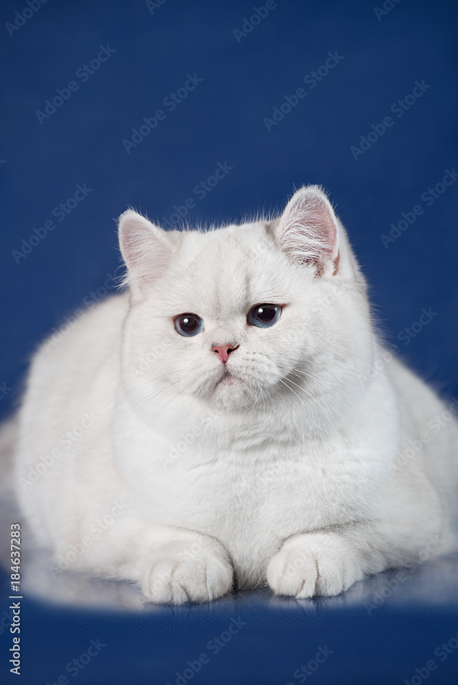 British white shorthair young cat with magic Blue eyes, britain kitten lying on blue background with reflection