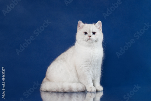 British white shorthair young cat with magic Blue eyes, britain kitten sitting on blue background with reflection