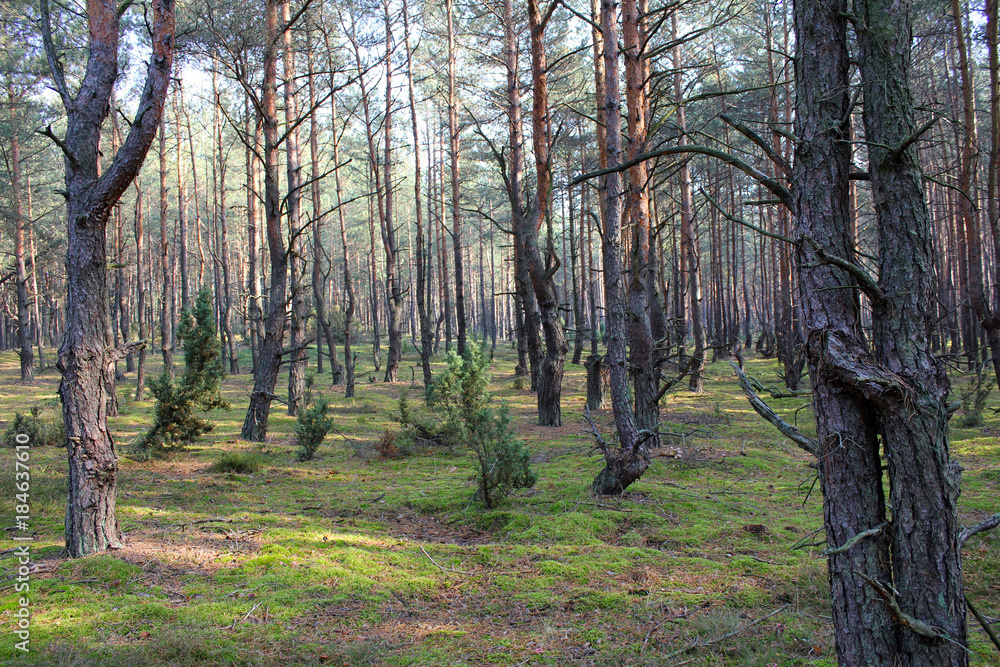 Obraz premium A strange pine forest