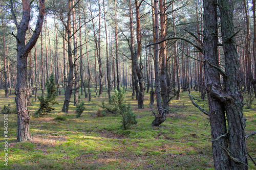A strange pine forest
