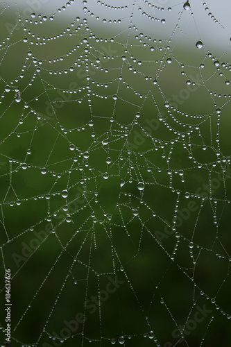 Spider web with glowing drops of dew