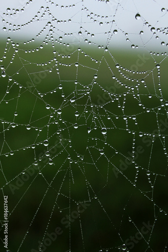 Dew drops on cobwebs