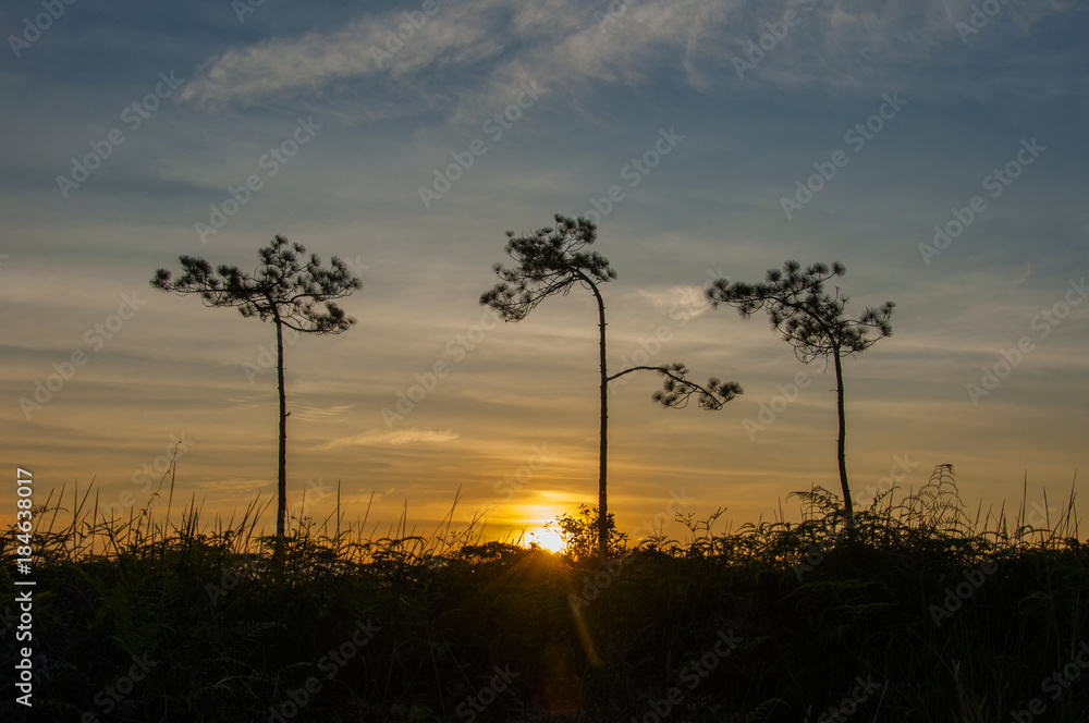 three silhouette pine trees during sunset with little blue sky background at Phu Kradueng national park, Thailand